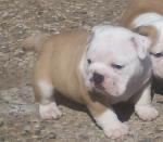 Biete Englische Bulldogge