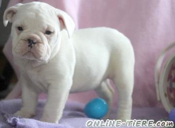 Biete Englische Bulldoggen