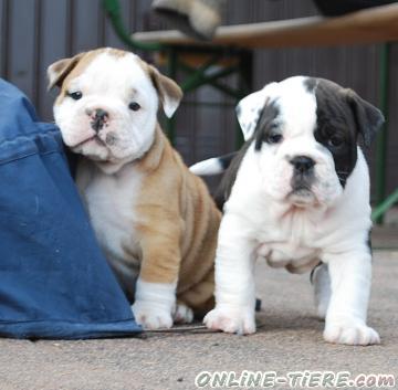 Biete Englische Bulldoggen