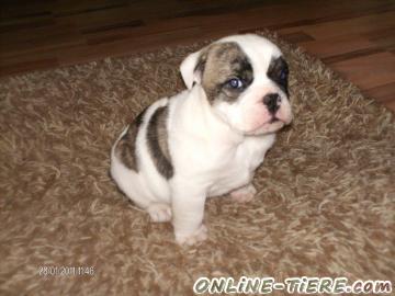 Biete English Bulldog