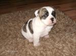 Biete English Bulldog