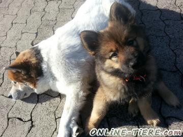 Biete Eurasier