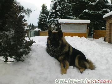 Biete Eurasier