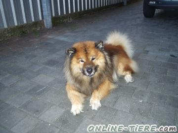 Biete Eurasier