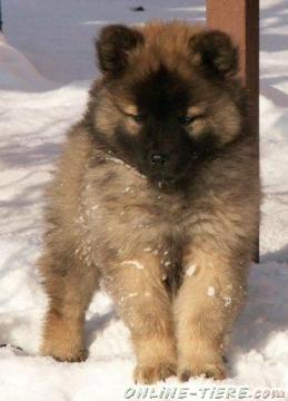 Biete EURASIER