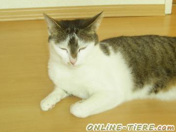 Biete Europ&auml;isch Kurzhaar, EKH