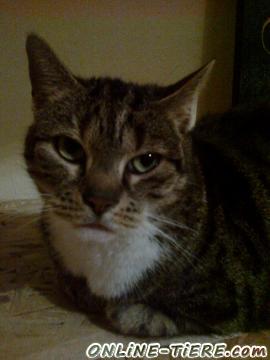 Biete Europ&auml;isch Kurzhaar, Hauskatze