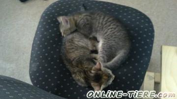 Biete Europ&auml;isch Kurzhaar