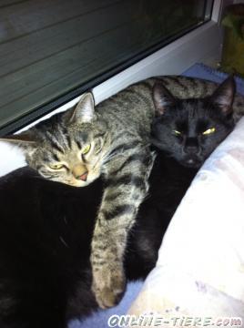 Biete Europ&auml;ische kurzhaar katze