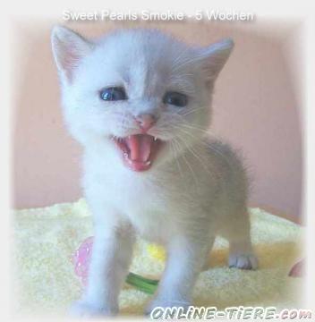 Biete Exotic Shorthair