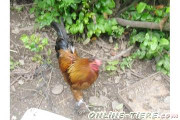 Biete Federfu&szlig;-Zwerghahn