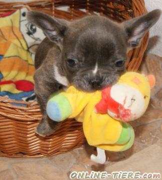 Biete Franz Bulldogge