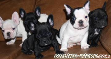 Biete Franz Bulldoggen