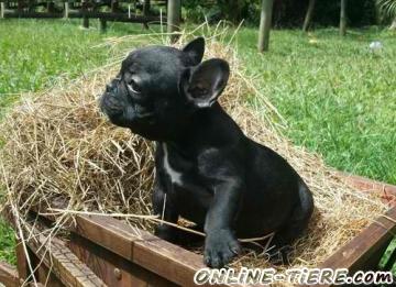 Biete Französisch Bulldogge Welpen