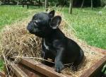 Biete Franzsisch Bulldogge Welpen