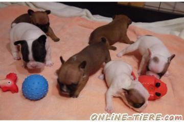 Biete Französische Bulldog