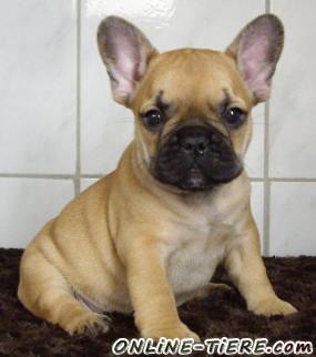 Biete Französische Bulldogge, Bulldogge, Dogge
