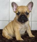 Biete Franzsische Bulldogge, Bulldogge, Dogge