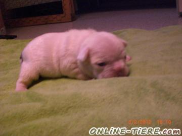 Biete Französische Bulldogge