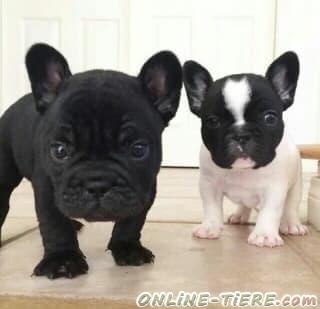 Biete Französische Bulldogge