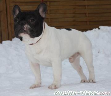 Biete Französische Bulldogge