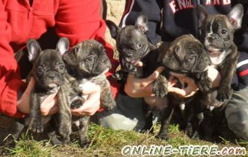 Biete Französische Bulldogge