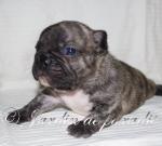 Biete Franzsische Bulldogge