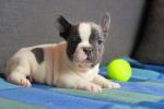 Biete Franzsische Bulldogge