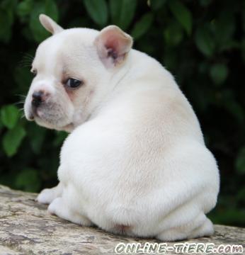 Biete Französische Bulldoggen