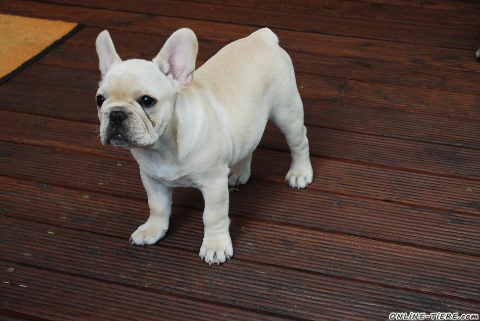 Französische Bulldogge in Creme 15374 Müncheberg Hunde zu verkaufen 8882 Kleinanzeigen