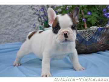 Biete Franz&ouml;sisch Bulldogge