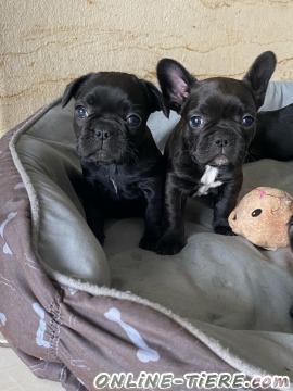 Biete Franz&ouml;sisch Bulldogge