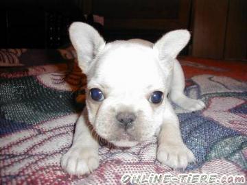 Biete Franz&ouml;sisch Bulldogge