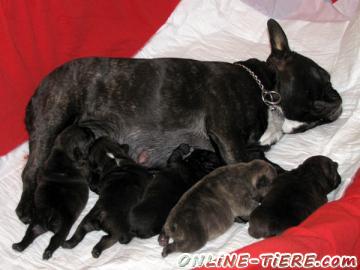Biete Franz&ouml;sisch Bulldoggen