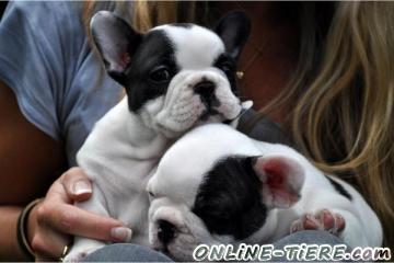 Biete Franz&ouml;sische Bulldogg