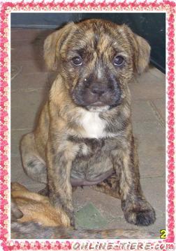 Biete Franz&ouml;sische Bulldogge Terrier Mix