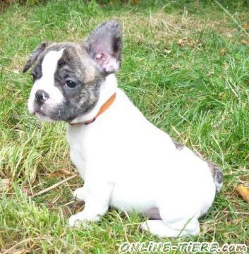 Biete Franz&ouml;sische Bulldogge