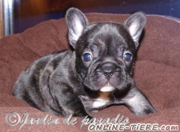 Biete Franz&ouml;sische Bulldogge