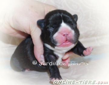 Biete Franz&ouml;sische Bulldogge