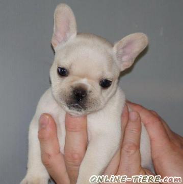 Biete Franz&ouml;sische Bulldogge