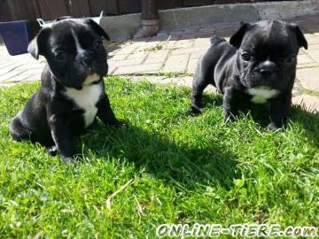 Biete Franz&ouml;sische Bulldogge
