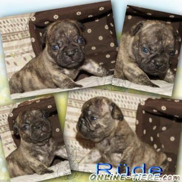Biete Franz&ouml;sische Bulldogge