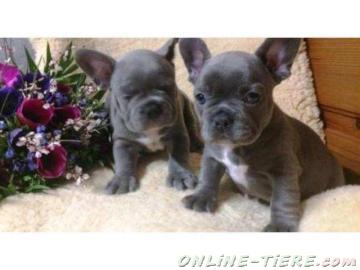 Biete Franz&ouml;sische Bulldogge