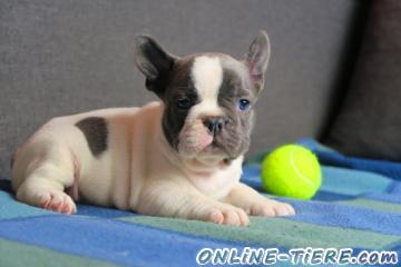 Biete Franz&ouml;sische Bulldogge