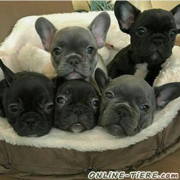 Biete Franz&ouml;sische Bulldogge