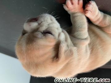 Biete Franz&ouml;sische Bulldogge