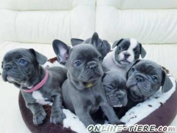 Biete Franz&ouml;sische Bulldogge