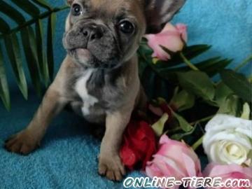 Biete Franz&ouml;sische Bulldogge