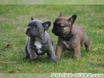 Biete Franz&ouml;sische Bulldogge