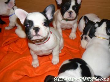 Biete Franz&ouml;sische Bulldogge